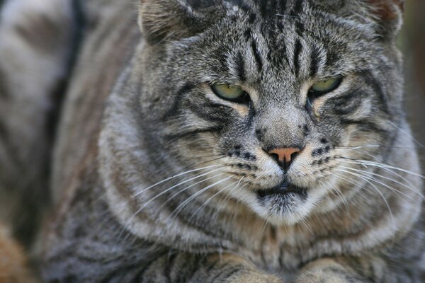 Sguardo serio del gatto grigio