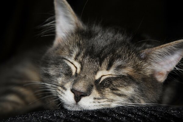 Cute cat sleeps on a black rug