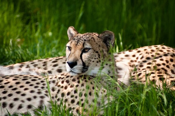 Schnappschuss eines Geparden im saftigen Gras