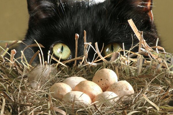 The cat is watching the nest with eggs