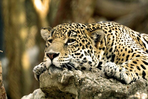 The tired leopard lay down on the rocks