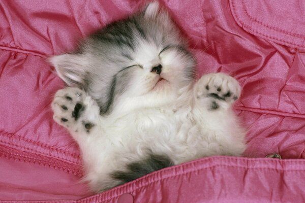 Милый котёнок, спящий в розовом одеяле