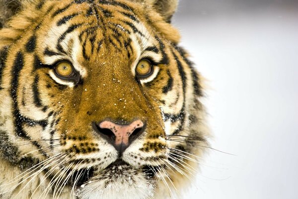 Tygrysowi na pysk pada śnieg
