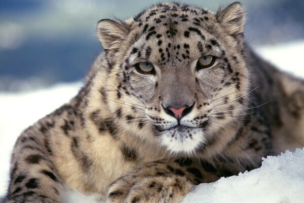 Leopardo depredador peligroso en la nieve Irbis