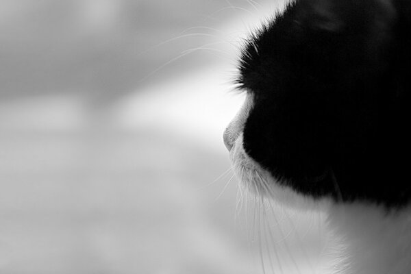 The black and white cat looks away