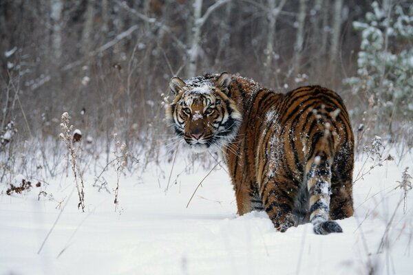 El tigre camina por el bosque de invierno