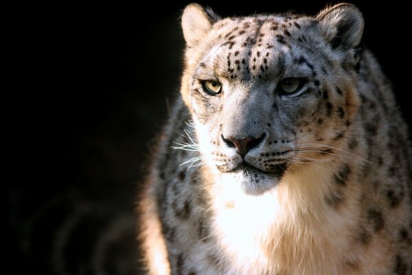 Spotted snow leopard is a dangerous predator