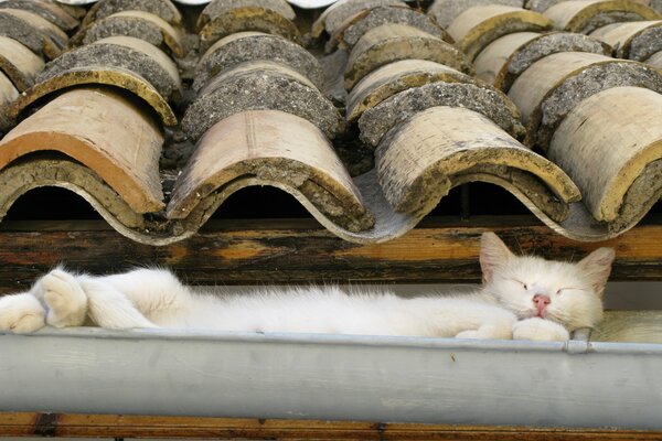 A cat sleeps in a drainpipe