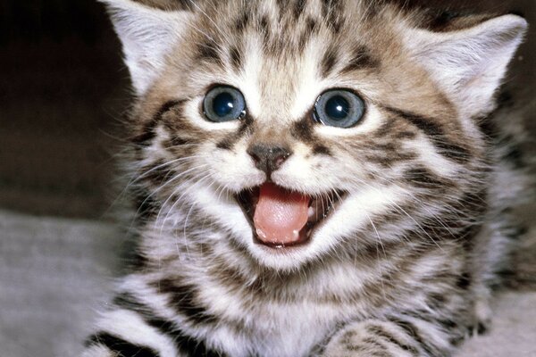 The striped kitten opened its mouth