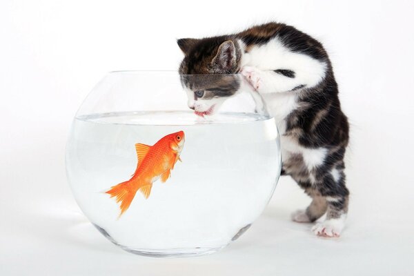 A kitten standing over an aquarium with a fish