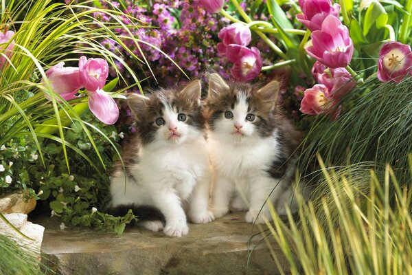 Deux chatons assis dans des tulipes