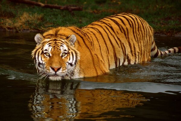Tiger washes in the water near the shore