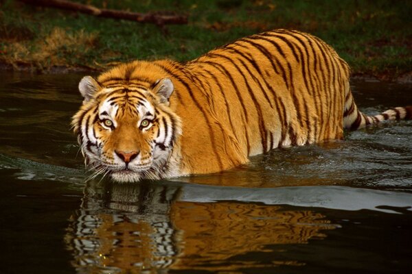 Un tigre se lava en el agua de la orilla