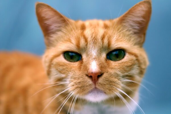 A ginger cat with green eyes on a blue background