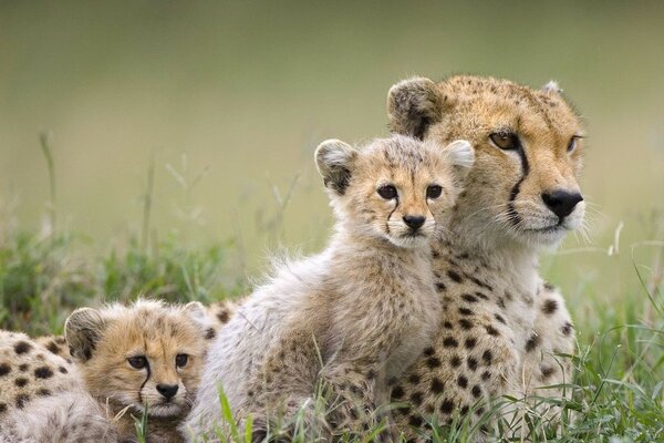 Die Leopardenfamilie beschloss, sich auf der Lichtung zu entspannen