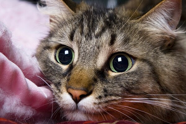 Eine Katze mit riesigen grünen Augen