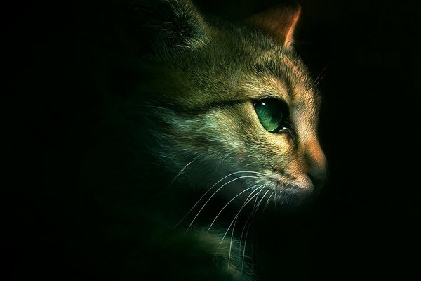 Green-eyed kitten on a dark background