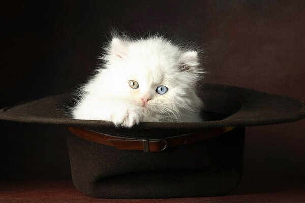 Gatito blanco peludo sentado en un sombrero