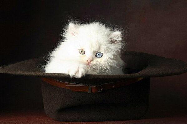 Puszysty biały kotek siedzi w kapeluszu