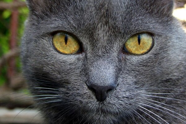 Gatto nero che guarda a bruciapelo