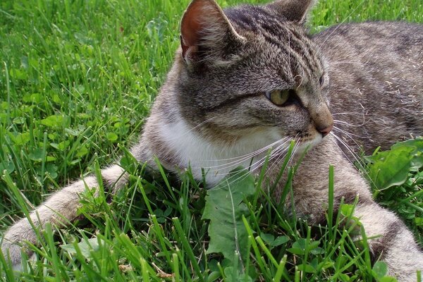 Gestreifte Katze im Sommer auf dem grünen Rasen