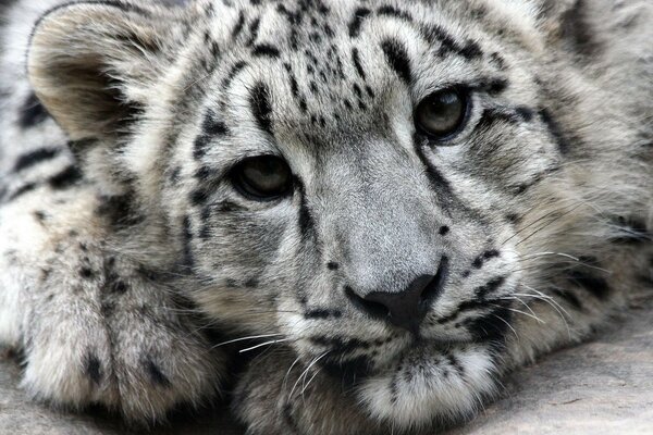 Il leopardo delle nevi macchiato giace