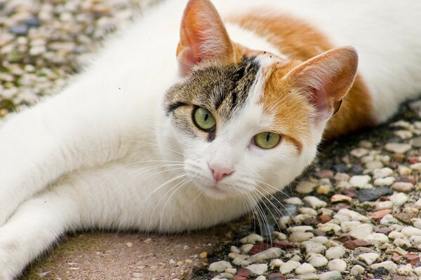 The mesmerizing look of a white-red-brown cat with green eyes