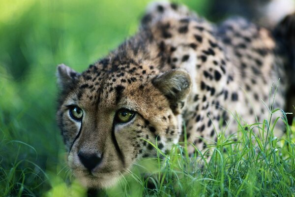 Guépard chasse dans l herbe verte