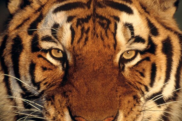 Imagen macro del hocico del tigre