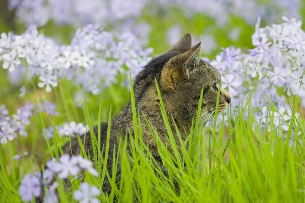 Gato sentado en la hierba verde