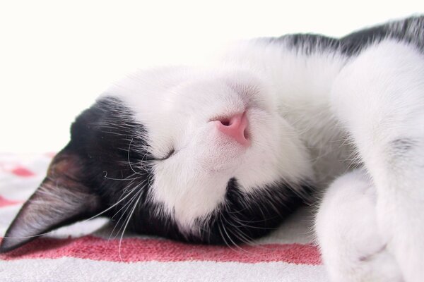 Chat noir et blanc dort sur un tapis rouge blanc