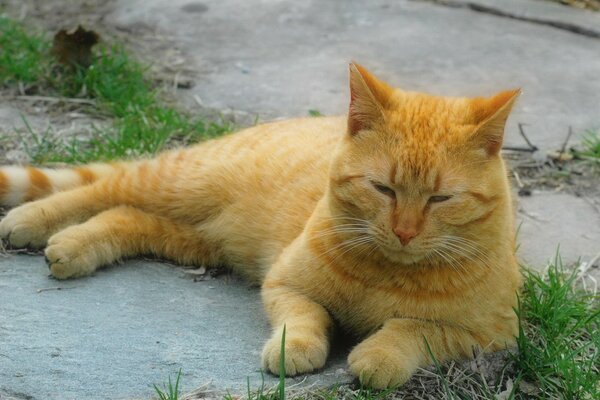 A red-haired cat is lying on the grass