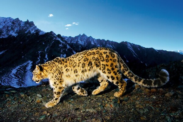 Snow leopard walks in the mountains