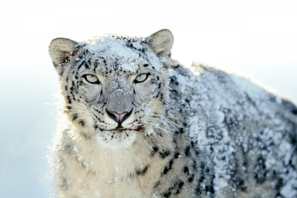 Schneeleopard auf Schnee Hintergrund