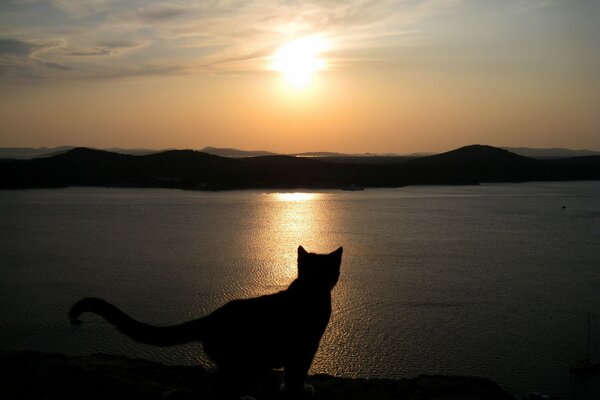 Silhouette einer Katze auf dem Hintergrund eines Meeresabends