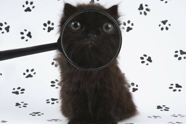 Charmant chaton regardant dans la loupe