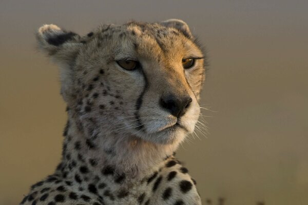 Leopardo in agguato in attesa della pioggia