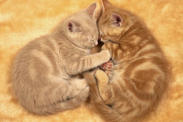 Süße Kätzchen auf der Bettdecke schlafen