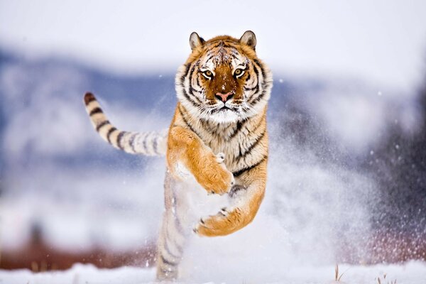 Tigre saute par-dessus la neige en hiver