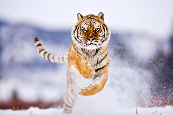 Tygrys przeskakuje śnieg w zimie
