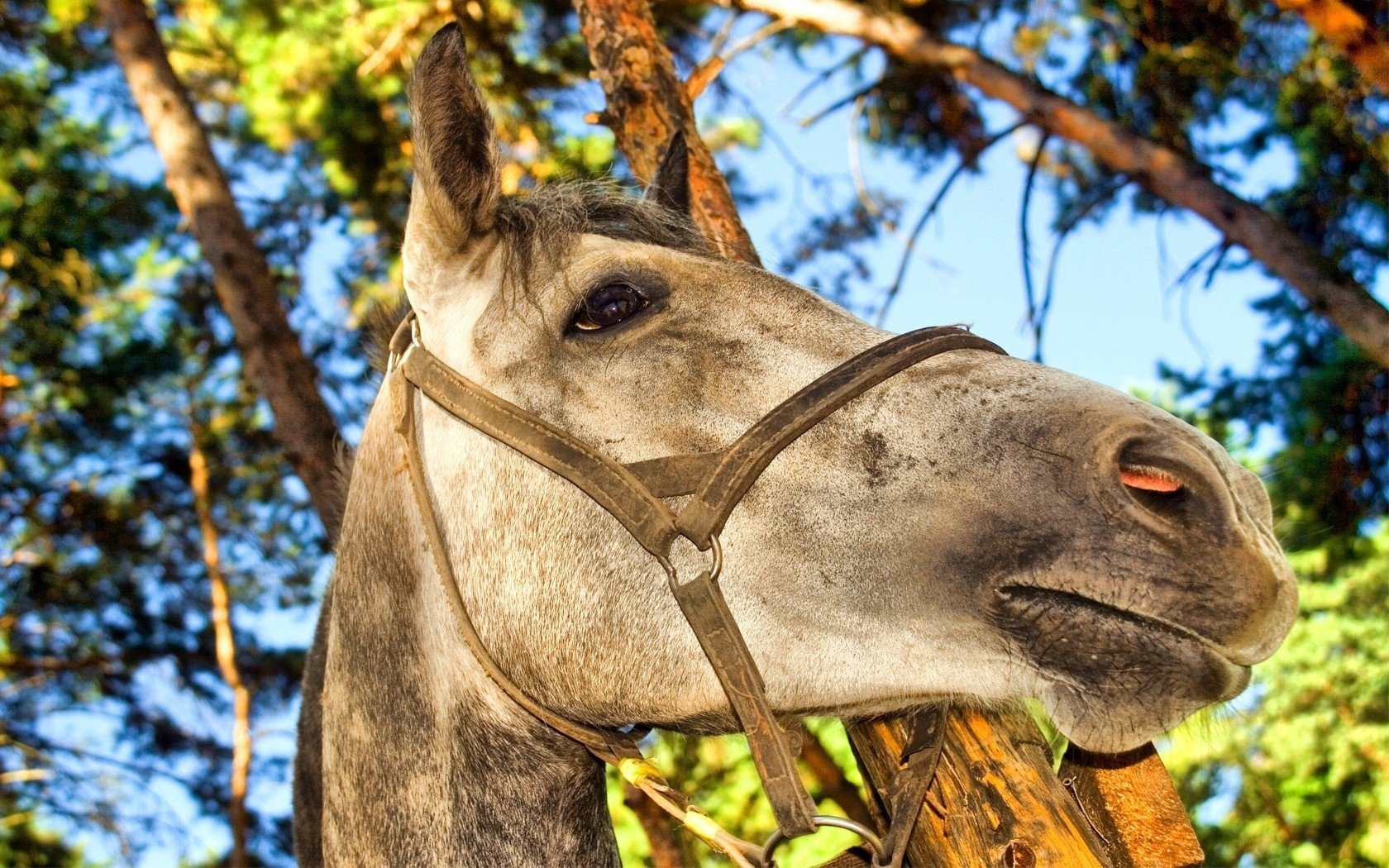 étalon cheval arbres tête attention ongulés yeux museau nature photo gris