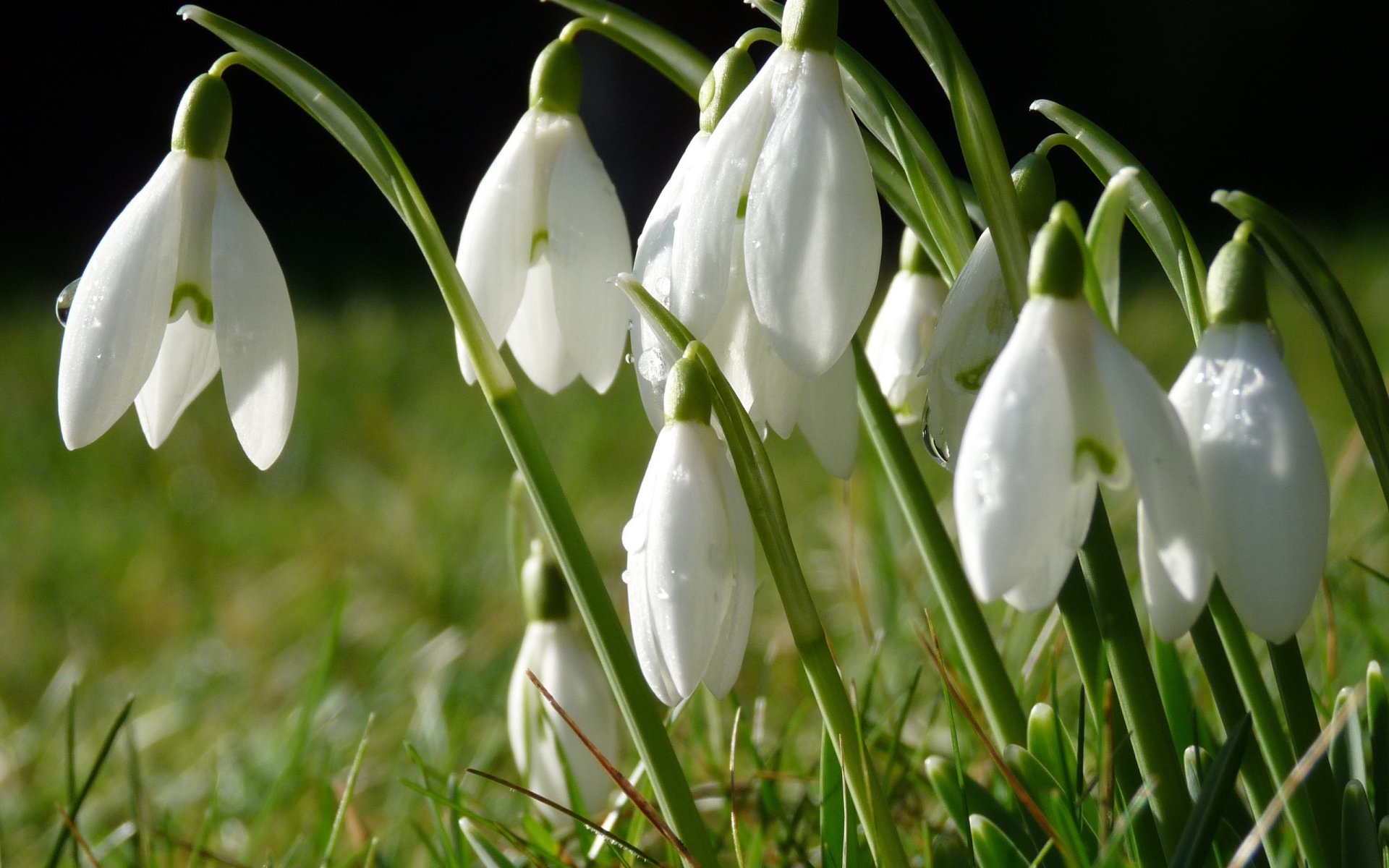 per il verde fiori campane la primavera è arrivata natura fiori raggi del sole gocce rugiada erba terra macro bucaneve