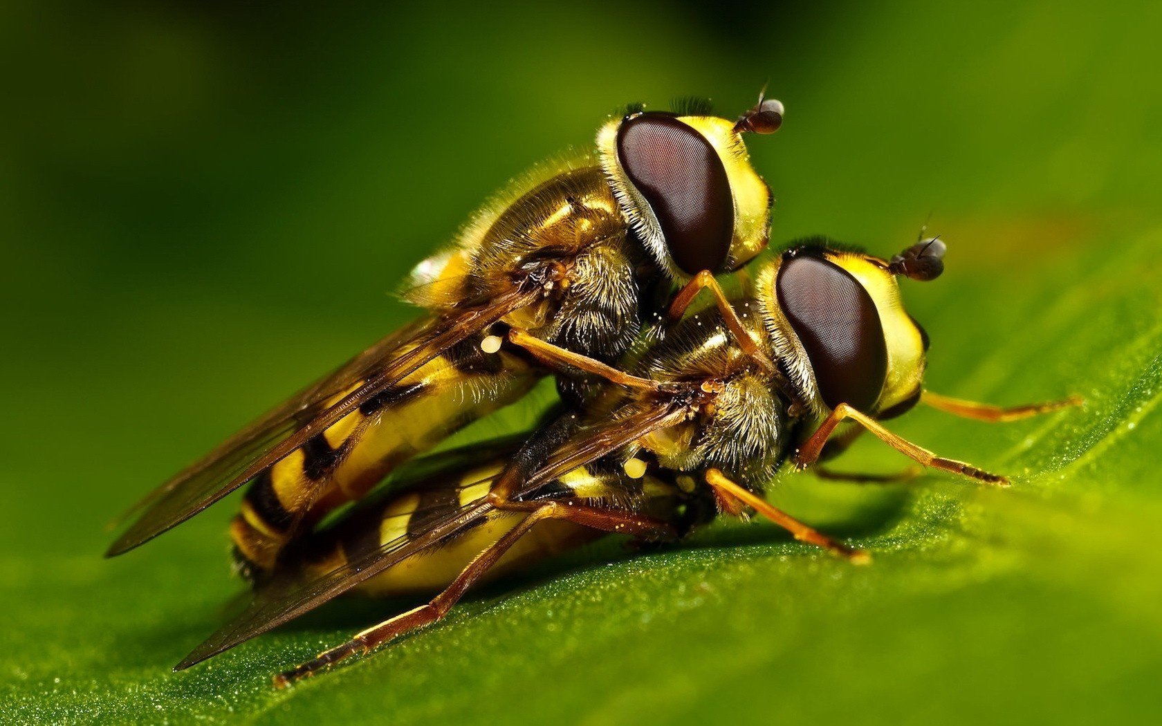 on the green leaf macro bees beautiful love insects eye