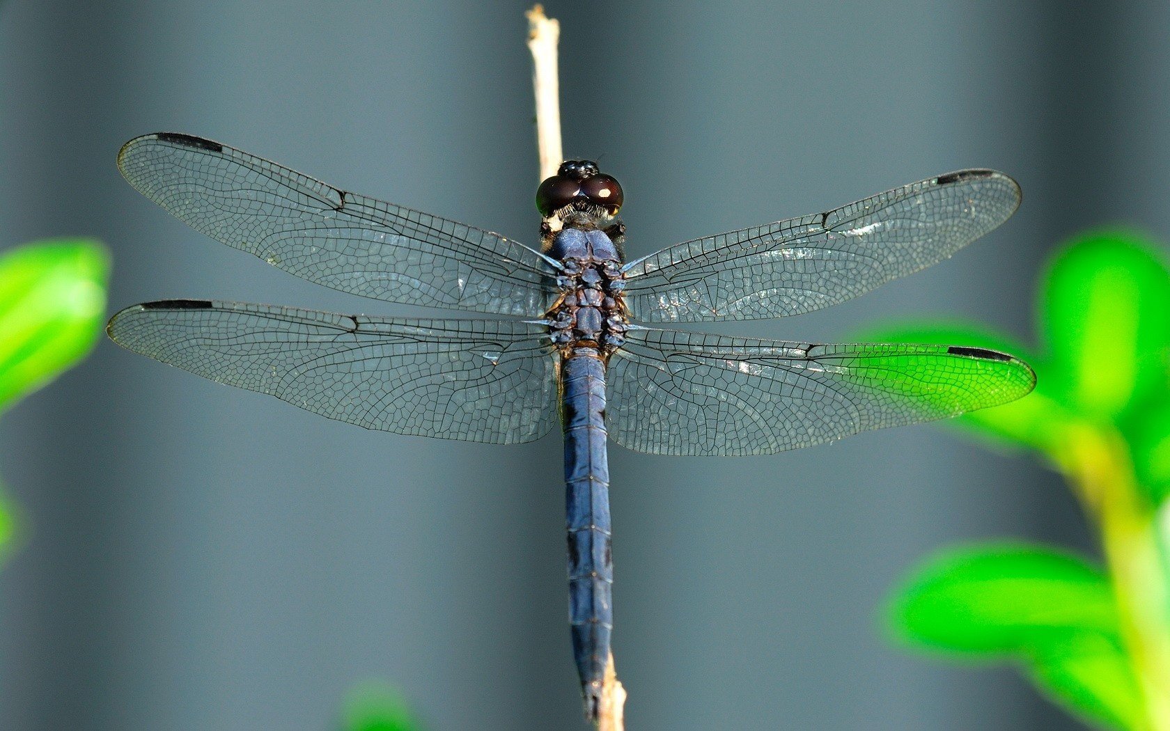 libellula ali macro messa a fuoco insetti animali