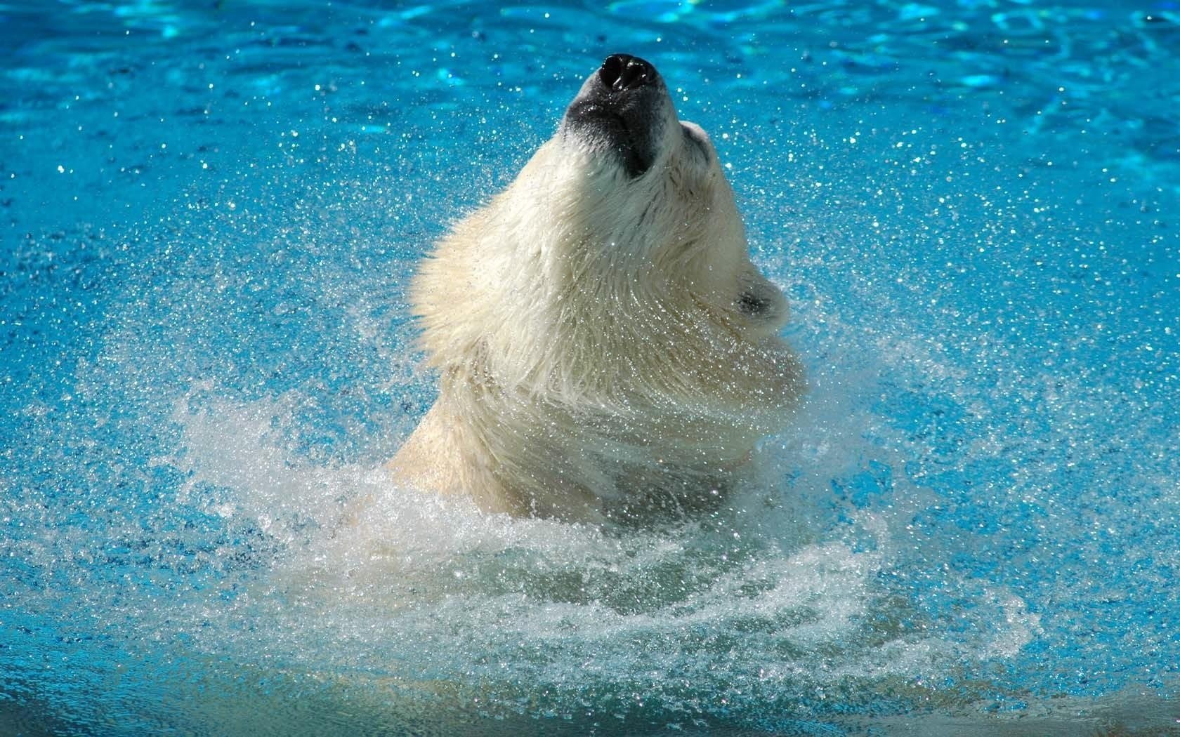 scuotendo la testa orso polare in acqua spruzzi d acqua predatori orsi piede torto nuoto splash turchese acqua spruzzi