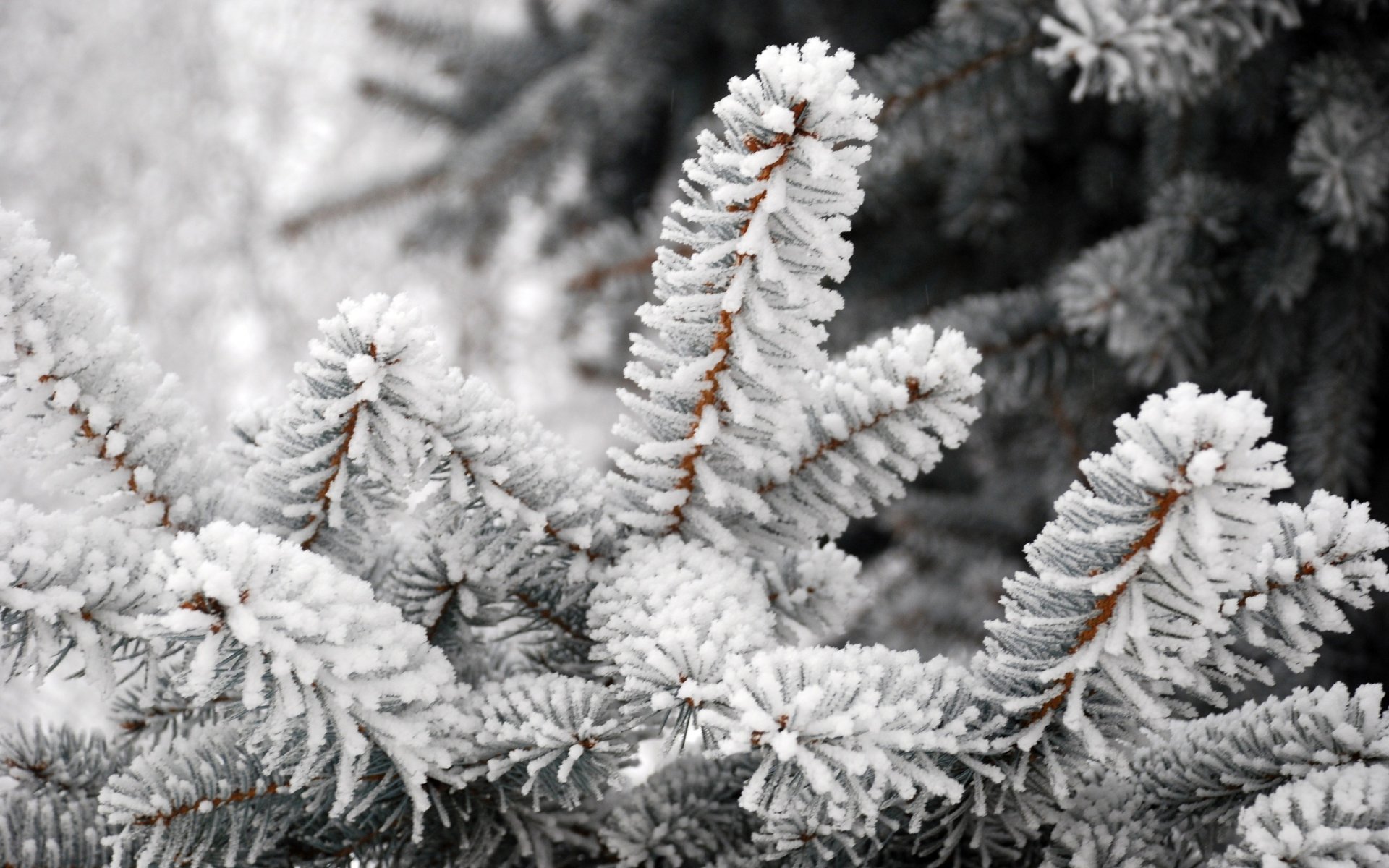 sur les branches arbre de noël dans la neige givre forêt neige hiver