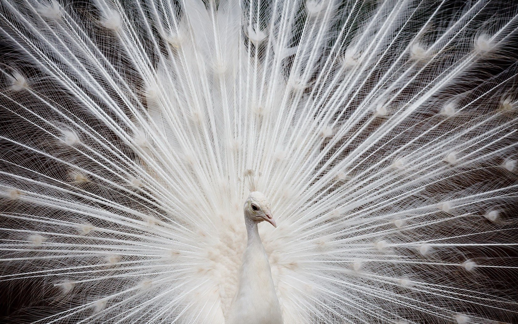 gorgeous tail attracts attention white peacock feathers birds black and white feathered