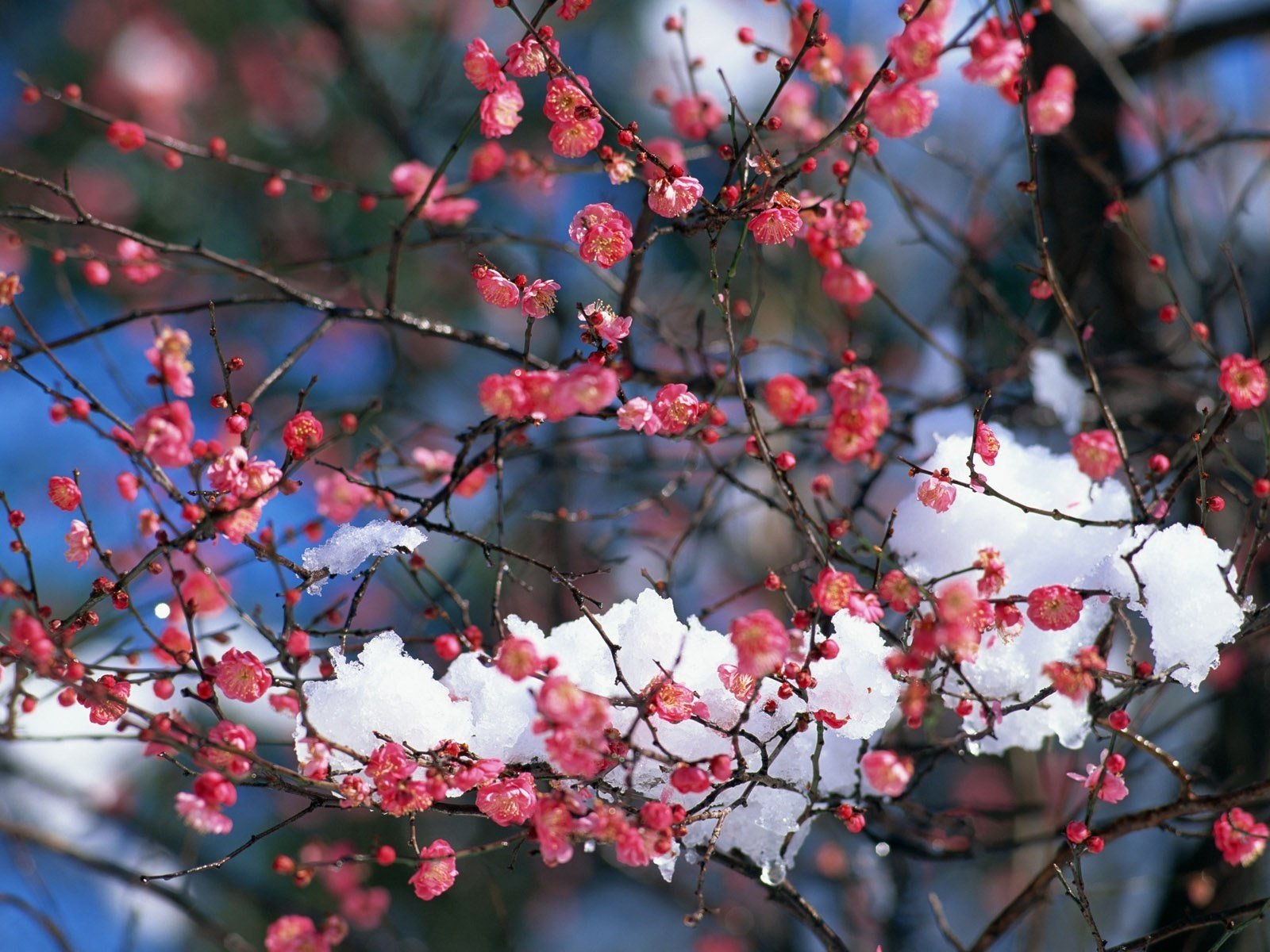 schnee auf zweigen scharlachrote farbe fast frühling blumen schnee