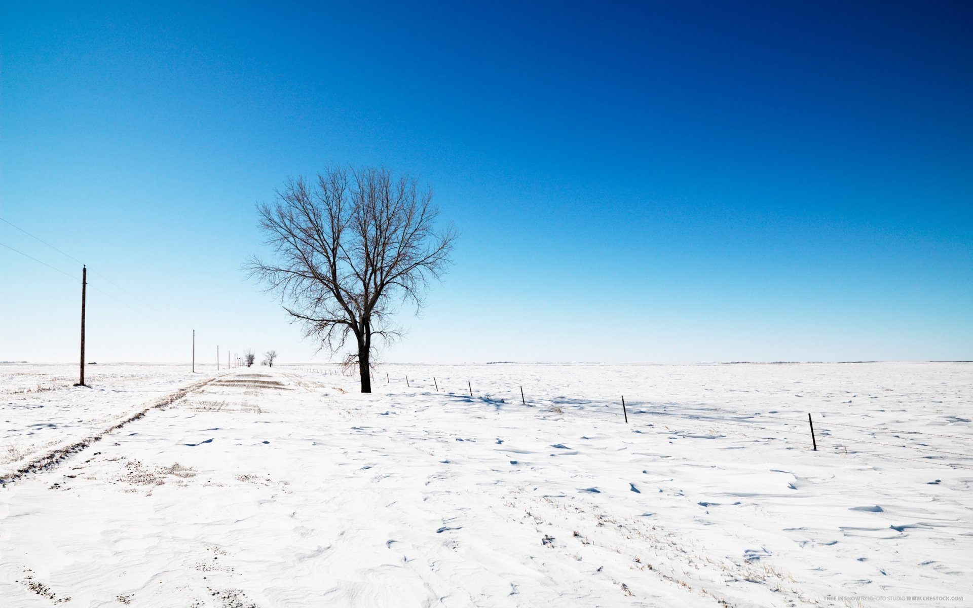 field in the snow lonely tree winter road snow roadside posts the sky