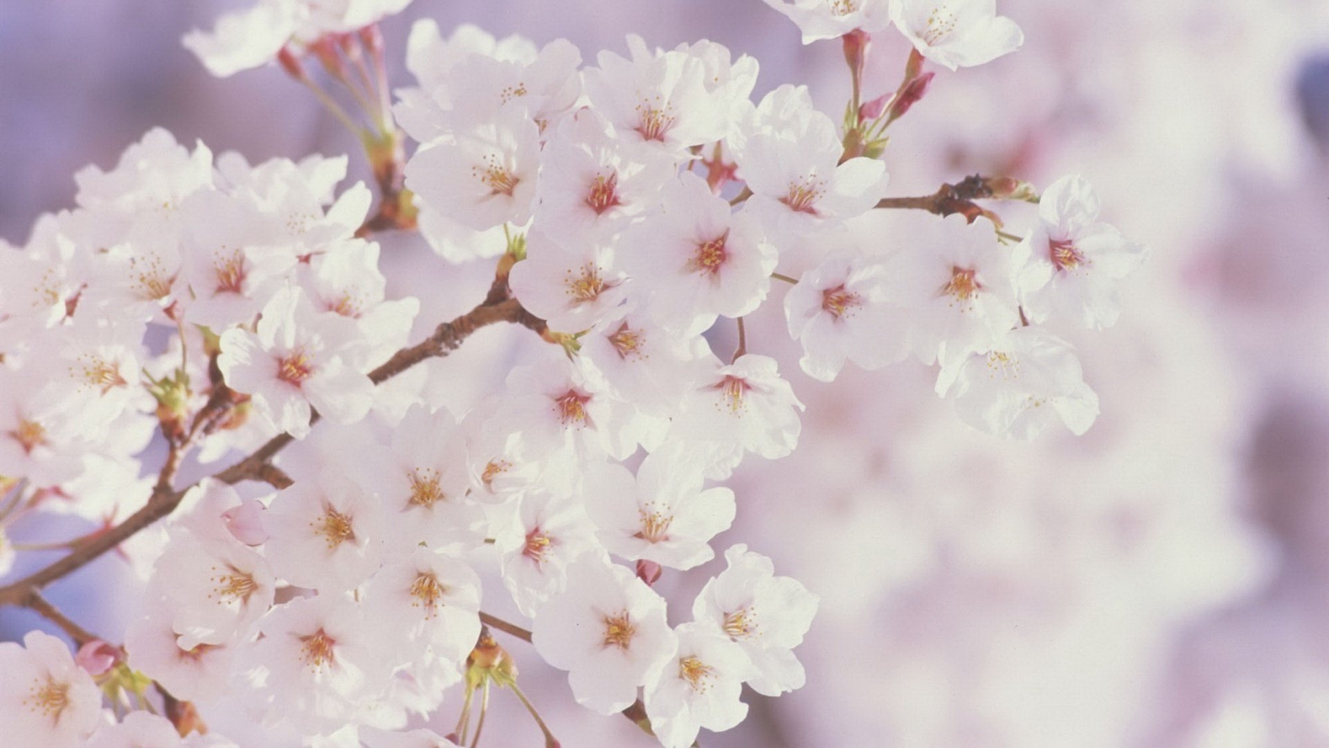 farbspiel blühender garten arbeit für bienen blumen makro